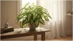 ఇంట్లో లేదా ఆఫీస్​లో ఈ మొక్క ఉంటే ఎన్ని లాభాలో తెలుసా.. ఆర్థికంగా కూడా కలిసి వస్తుందట