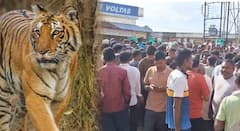 चंद्रपूर जिल्ह्यात गेल्या 8 दिवसात दोन ग्रामस्थांचा वाघाच्या हल्ल्यात मृत्यू; संतप्त ग्रामस्थांचा उद्रेक, राष्ट्रीय महामार्ग पाडला बंद