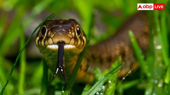 Snakes Winter Behavior : చలికాలం మధ్యలో వేడిగా ఉండే రోజులు వచ్చినప్పుడు, పాములు ఎండ కాచుకోవడానికి తమ ఆవాసాల నుంచి బయటకు వస్తాయి. దీనివల్ల వాటి శరీరం కొద్దిసేపైనా వేడెక్కుతుంది.