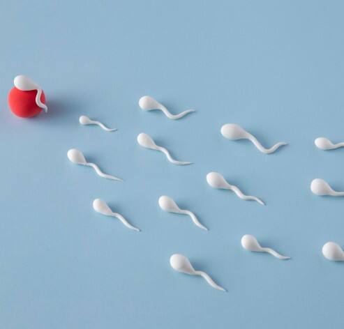 ਅੱਜਕੱਲ ਬਹੁਤ ਸਾਰੇ ਆਦਮੀ ਬਾਂਝਪਨ ਦੀ ਸਮੱਸਿਆ ਨਾਲ ਜੂਝ ਰਹੇ ਹਨ, ਜਿਸ ਦਾ ਮੁੱਖ ਕਾਰਣ ਸਪਰਮ ਦੀ ਗਿਣਤੀ ਦਾ ਘੱਟ ਹੋਣਾ ਹੈ। ਗਲਤ ਖੁਰਾਕ, ਤਣਾਅ, ਧੂਮਰਪਾਨ ਅਤੇ ਮੋਟਾਪਾ ਇਸ ਸਮੱਸਿਆ ਨੂੰ ਹੋਰ ਵਧਾ ਦਿੰਦੇ ਹਨ। ਦਵਾਈਆਂ ਦੇ ਬਜਾਏ ਕੁਦਰਤੀ ਤਰੀਕੇ ਨਾਲ ਖੁਰਾਕ ਵਿੱਚ ਕੁਝ ਚੀਜ਼ਾਂ ਸ਼ਾਮਲ ਕਰਕੇ ਸਪਰਮ ਗਿਣਤੀ ਵਧਾਈ ਜਾ ਸਕਦੀ ਹੈ।