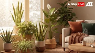 10 Indoor Winter Plants That Boost Lung Health And Purify Your Home Naturally