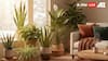 10 Indoor Winter Plants That Boost Lung Health And Purify Your Home Naturally
