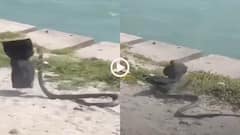 Video: 12 फीट लंबे किंग कोबरा को देख फट गईं आंखें, मुंह को आया कलेजा, रेस्क्यू का वीडियो वायरल