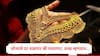Gold Rate : सोन्याचे दर कमी होणार की पुन्हा वाढणार ? सोने खरेदी करण्यापूर्वी जाणून घ्या तज्ज्ञांचा अंदाज