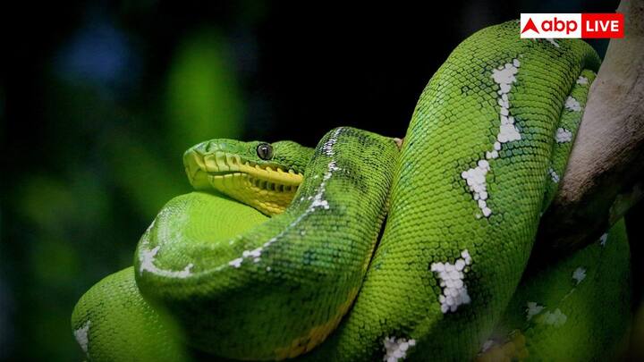 Snakes Winter Behavior : కొన్ని జాతులలో, ముఖ్యంగా గార్టర్ పాములు, రాటిల్ స్నేక్స్, వందల కొద్దీ పాములు ఒకే ఉష్ణోగ్రత ఉండే స్థలాన్ని పంచుకోవచ్చు. దీనిని హైబర్నాక్యులం అంటారు. కలిసి ఒకే చోట ఉన్నప్పుడు, శరీర ఉష్ణోగ్రతను బ్యాలెన్స్ చేసుకోవడానికి సహాయపడుతుంది. వారి మనుగడ అవకాశాలను కూడా బాగా పెంచుతుంది.