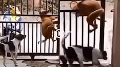 Video: गेट में बंद थे दो कुत्ते, एक ने लगाया ऐसा दिमाग... निकल भागे, हैरान कर देगा इनका जज्बा