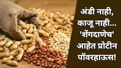 Benefits Of Groundnut: अंडी नाही, काजू नाही... 'शेंगदाणेच' आहेत प्रोटीन पॉवरहाऊस!