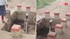 Video: कमाल की इंजीनियरिंग! सड़क के बीचों बीच गड्ढे में लगा दिया हैंडपंप, MP का वीडियो वायरल