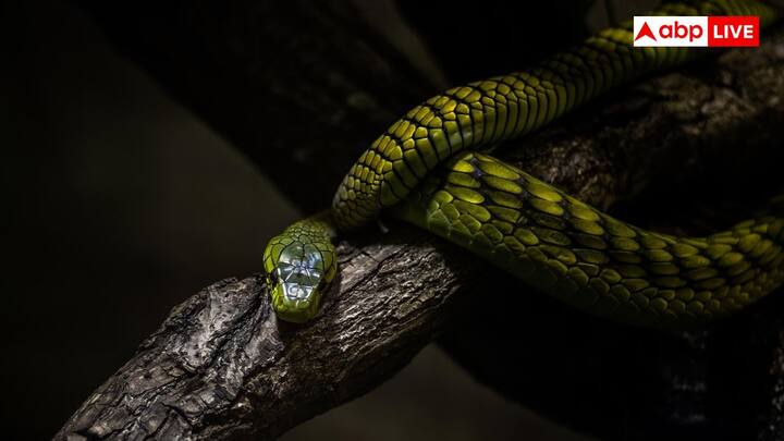Snakes Winter Behavior : చలికాలం పూర్తిగా వచ్చే ముందు పాములు సురక్షితమైన, స్థిరమైన ఇంటి కోసం వెతుకుతాయి. అవి స్థిరమైన ఉష్ణోగ్రత ఉండే ఆశ్రయాన్ని వెతుకుతాయి. దీని కోసం అవి భూమిలోని చాలా లోతులో ఉన్న రంధ్రాలు, రాళ్ల మధ్య పగుళ్లు, చెదపురుగుల దిబ్బలు లేదా బోలుగా ఉన్న చెట్లను ఆశ్రయిస్తాయి. అలాంటి ప్రదేశం వాటిని చలి నుంచి మాత్రమే కాకుండా వేటగాళ్లు, మంచు నుంచి కూడా రక్షిస్తుంది.