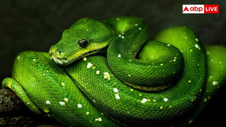 Snakes Winter Behavior : వసంతం తిరిగి రావడంతో భూమి వేడెక్కుతున్న కొద్దీ పాములు నెమ్మదిగా వాటి నిద్రాణస్థితి నుంచి బయటకు వస్తాయి. అప్పుడు అవి మరింత అప్రమత్తంగా, ఆకలితో ఉంటాయి. ప్రారంభ వారాలు చాలా ముఖ్యమైనవి, ఎందుకంటే ఈ సమయంలో అవి వేటాడటం ప్రారంభిస్తాయి. వాటి పాత చర్మాన్ని వదలడం ప్రారంభిస్తాయి.