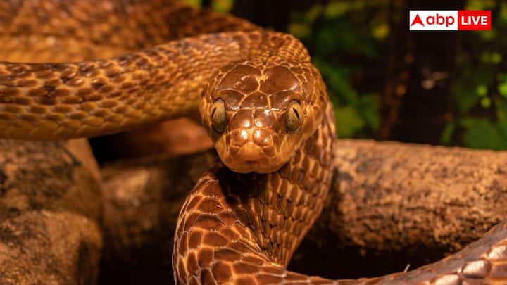 Snakes Winter Behavior : చలికాలం ప్రారంభమైనప్పుడు, పాములు తగ్గుతున్న ఉష్ణోగ్రత, తక్కువ పగటి సమయం కారణంగా బ్రూమేషన్‌లోకి వెళ్తాయి. ఇది క్షీరదాల మాదిరిగా పూర్తి శీతాకాల నిద్ర కాదు, కానీ ఈ కాలంలో పాములు వారి జీవక్రియ దాదాపుగా ఆగిపోయే నెమ్మది స్థితికి వెళ్తాయి. ఈ సమయంలో పాములు ఎక్కువగా తినవు, వాటి శ్వాస కూడా నెమ్మదిస్తుంది. బ్రూమేషన్ సమయంలో ఆహారం లేకుండా ఎక్కువ కాలం జీవిస్తాయి, చలిని తట్టుకుంటాయి. దాదాపు నిష్క్రియంగా ఉండగలుగుతాయి.