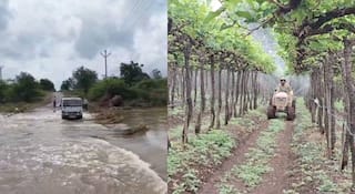 Weather Update: राज्यात पावसाचा मुक्काम वाढला; परतीच्या पावसानं द्राक्षांसह कांदा, मका पिकांचे अतोनात नुकसान, बळीराजा हवालदिल, IMD चा अंदाज काय?