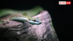 Snakes Winter Behavior :చలికాలం రాగానే పాములు ఎక్కడికి వెళ్లిపోతాయి? వాటి ప్రవర్తన ఎలా మారుతుంది?