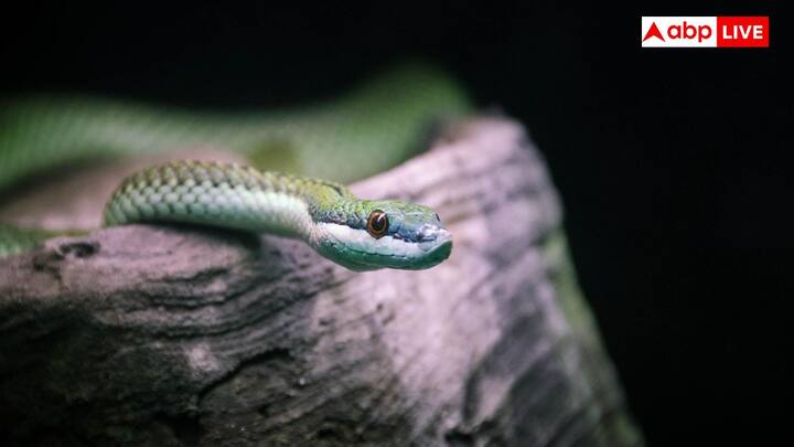 Snakes Winter Behavior : పాములు తమ శరీర ఉష్ణోగ్రతను నియంత్రించడానికి బయట వేడిమిపై ఆధారపడతాయి. దీని కారణంగా చలి వాటిని చాలా నెమ్మదిస్తుంది. పాము కండరాలలో యాక్టివిటీ తగ్గుతుంది. దీనివల్ల వాటి కదలిక కూడా కష్టమవుతుంది. చురుకుగా ఉండటానికి ప్రయత్నించే బదులు, పాములు తమ శక్తిని వృథా చేయకుండా విశ్రాంతి తీసుకోవడానికి ఇష్టపడతాయి.