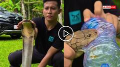 Video: फन फैलाए बैठा था किंग कोबरा, शख्स ने हाथों से जकड़ा मुंह, बोतल में निकाला जहर, देखें वीडियो