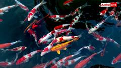 पूरे साल अंडे क्यों देने लगीं मछलियां, इंसानों की किस गलती की मिल रही सजा?