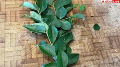 Curry Leaves Benefits:ખાલી પેટ મીઠા લીમડાના પાન ખાવાના 7 અદભૂત ફાયદા, આ રોગમાં અકસીર