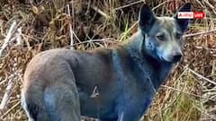 इस देश में बदल रहा कुत्तों का रंग, 39 साल पहले हुई त्रासदी का अब क्यों हो रहा असर?