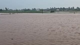 Gujarat Rain: છેલ્લા 24 કલાકમાં રાજ્યમાં 239 તાલુકામાં કમોસમી વરસાદ, સૌથી વધુ રાજુલામાં 8.50 ઈંચ વરસાદ