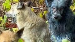 इस देश में बदल रहा कुत्तों का रंग, 39 साल पहले हुई त्रासदी का अब क्यों हो रहा असर?