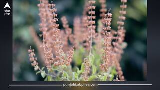 ਸਰੀਰ ਦੀ ਚਰਬੀ ਪਿਘਲਾ ਦਿੰਦੀ ਹੈ ਤੁਲਸੀ ਦੀ ਮੰਜਰੀ, ਜਾਣੋ ਇਹ 5 ਸਿਹਤ ਲਾਭ