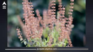 ਸਰੀਰ ਦੀ ਚਰਬੀ ਪਿਘਲਾ ਦਿੰਦੀ ਹੈ ਤੁਲਸੀ ਦੀ ਮੰਜਰੀ, ਜਾਣੋ ਇਹ 5 ਸਿਹਤ ਲਾਭ