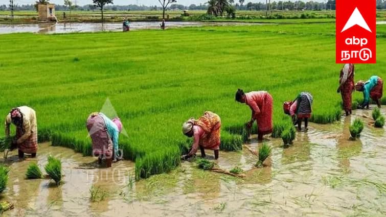 விவசாயிகள் கவனத்திற்கு! கனமழை வெள்ளத்தில் பயிர்களை காக்கும் எளிய வழிகள்!