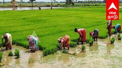 விவசாயிகள் கவனத்திற்கு! கனமழை வெள்ளத்தில் பயிர்களை காக்கும் எளிய வழிகள்!