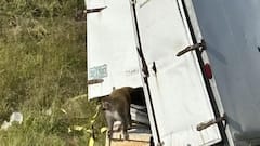 3 'COVID Positive' Monkeys Missing After Truck Crash In US