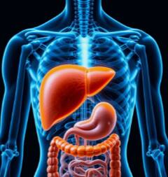 Home remedies to cleanse the liver : फक्त हे घरगुती उपाय करून पहा! लिव्हर राहील स्वच्छ आणि कॅन्सरचा धोका दूर!