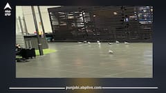 ਅੰਮ੍ਰਿਤਸਰ ਏਅਰਪੋਰਟ 'ਤੇ ਕਬੂਤਰਾਂ ਦਾ ਕਹਿਰ, ਯਾਤਰੀ ਪਰੇਸ਼ਾਨ, ਸੁਰੱਖਿਆ 'ਤੇ ਖੜ੍ਹੇ ਹੋਏ ਸਵਾਲ, ਰਨਵੇ ਨੇੜੇ ਪੰਛੀਆਂ ਦੀ ਮੌਜੂਦਗੀ ਨੇ ਵਧਾਈ ਚਿੰਤਾ