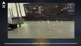 ਅੰਮ੍ਰਿਤਸਰ ਏਅਰਪੋਰਟ 'ਤੇ ਕਬੂਤਰਾਂ ਦਾ ਕਹਿਰ, ਯਾਤਰੀ ਪਰੇਸ਼ਾਨ, ਸੁਰੱਖਿਆ 'ਤੇ ਖੜ੍ਹੇ ਹੋਏ ਸਵਾਲ, ਰਨਵੇ ਨੇੜੇ ਪੰਛੀਆਂ ਦੀ ਮੌਜੂਦਗੀ ਨੇ ਵਧਾਈ ਚਿੰਤਾ