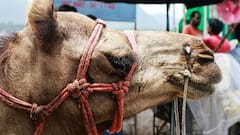 ये हैं भारत के 7 सबसे मशहूर पशु मेले, इंसानों से ज्यादा नजर आते हैं जानवर