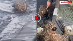 पानी में उतरा दरिंदा मौत के जाल में फंसा! फिर सेना ने ऐसे बचाई जान- वीडियो वायरल
