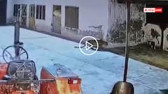 Video: दीवार के पीछे छुपकर देखता रहा, फिर ऐसे बनाया निवाला, कुत्ते को खींच ले गया गुलदार, वीडियो वायरल