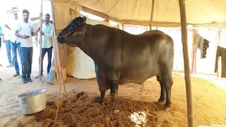 விந்தணு விற்பனையால் மாதம் ரூ.5 லட்சம் வருமானம்! அன்மோலிடம் அப்படி என்ன சிறப்பு?