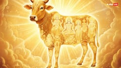 Gopashtami 2025: गौमाता पर विधि से अर्पण करें भोग, जीवन से दूर होंगी परेशानियां और श्री कृष्ण का मिलेगा आशीर्वाद!