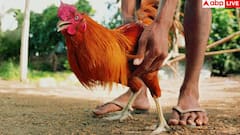 Toe Hair Meaning: पैर के अंगूठे पर बाल होने का क्या होता है मतलब, कैसे होते हैं ऐसे इंसान?