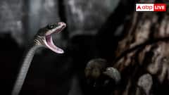 सांप के काटने से क्यों हो जाती है इंसान की मौत, कितनी तरह से असर करता है जहर?