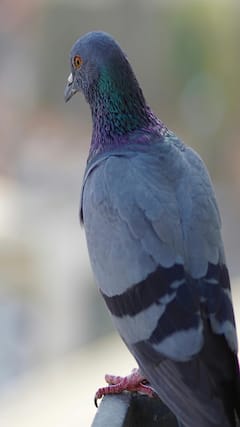 घर में कबूतर कर रहे परेशान तो कैसे भगाएं?