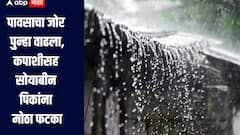 पावसाचा जोर पुन्हा वाढला, कपाशीसह सोयाबीन पिकांना मोठा फटका, शेतकरी चिंतेत, हवामान विभागाचा अंदाज काय?