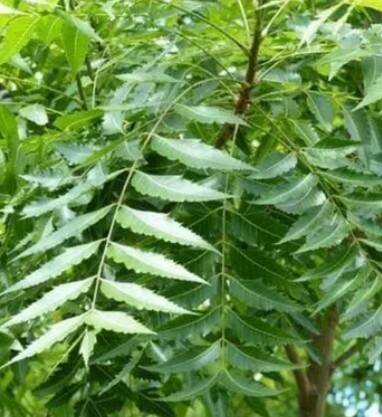 ਖਾਲੀ ਪੇਟ ਨੀਮ ਦੇ ਪੱਤੇ ਚਬਾਉਣ ਦੇ ਚਮਤਕਾਰੀ ਫਾਇਦੇ: ਸਰੀਰ ਤੋਂ ਲੈ ਕੇ ਚਮੜੀ ਤੱਕ ਮਿਲਦਾ ਲਾਭ