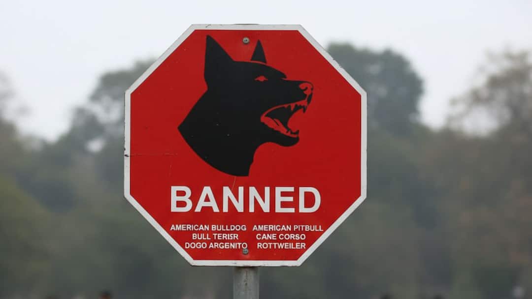 Chandigarh Bans Aggressive Dog Breeds: Pitbull, Rottweiler & More Face Restrictions
