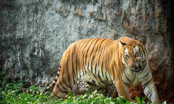 Apart from this, you can also visit Tadoba Andhari Tiger Reserve. In this famous reserve of Maharashtra, the season starts from October and the forests dry up by November. Due to which the chances of seeing a tiger increase. There is less crowd here, hence the safari is more relaxing. Here you can select the best Mehrauli John.