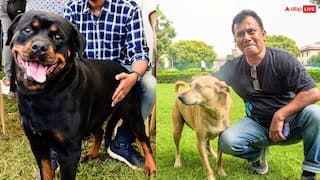 चंडीगढ़ में कुत्ते पालना हुआ मुश्किल, अब घर के साइज के हिसाब से रखने होंगे डॉग, इस ब्रीड पर बैन