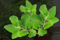 Benefits of Tulsi Leaves :  तुळशीच्या पानाचे 'हे' आहेत आरोग्यदायी फायदे, जाणून घ्या
