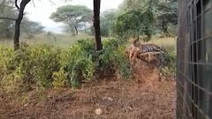 राजस्थान के नाहरगढ़ जैविक उद्यान में मचा हड़कंप, जंगल के बीच फंसी सफारी गाड़ी के पास आ गया टाइगर