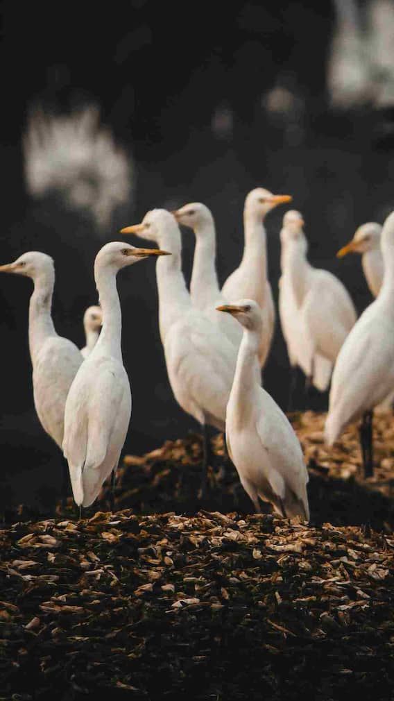 कितने साल तक जिंदा रहता है बगुला?
