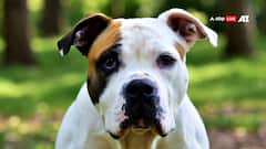 चंडीगढ़: डॉग की इन नस्लों को पालने पर पाबंदी, घर के हिसाब से संख्या तय, आदेश जारी