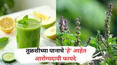 Benefits of Tulsi Leaves :  तुळशीच्या पानाचे 'हे' आहेत आरोग्यदायी फायदे, जाणून घ्या